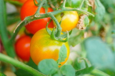 Close-up of fruits on plant