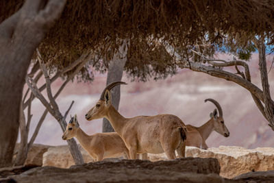 The nubian ibexes in negev desert.