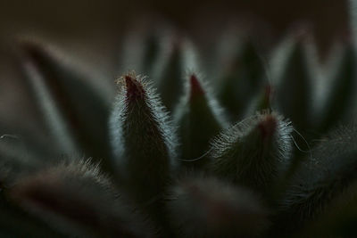 Close-up of succulent plant