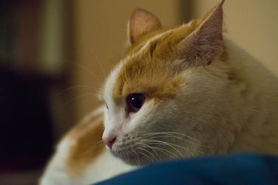 Close-up portrait of cat sitting at home