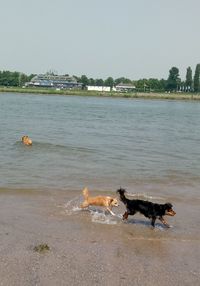 View of dog on beach