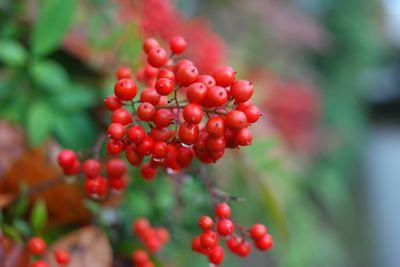 Close-up of red berries growing on tree