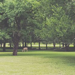 Trees in park