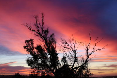 Low angle view of silhouette tree against orange sky