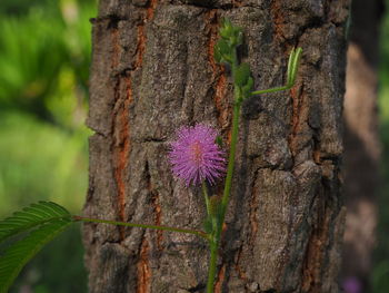 Close-up of purple flowering plant on tree trunk