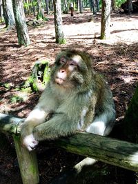 Monkey sitting on tree