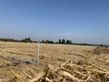 Scenic view of field against clear sky