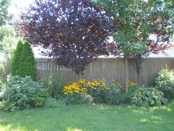 Plants growing in park