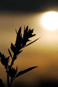 Close-up of silhouette plant against sky during sunset