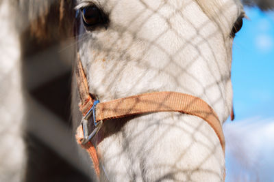 White horse behind the fence close up