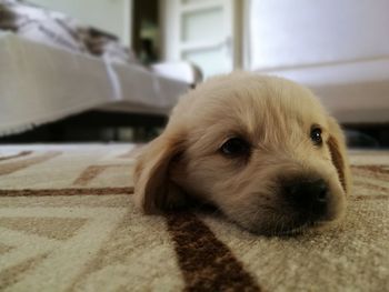 Portrait of puppy relaxing on rug at home