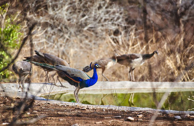 Peafowl in jhalana leopard reserve