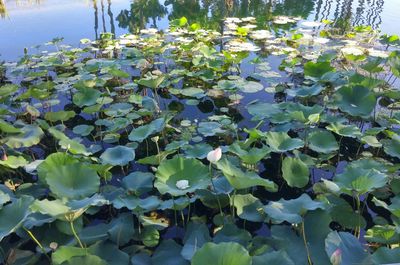 Plants growing in a park