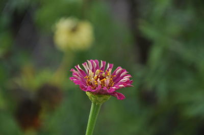 Close-up of pink flower blooming outdoors