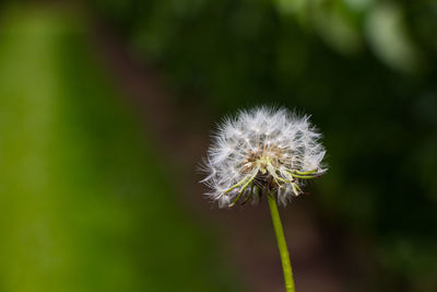 Close-up of dandelion