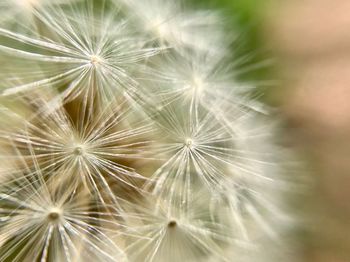 Close-up of dandelion on plant