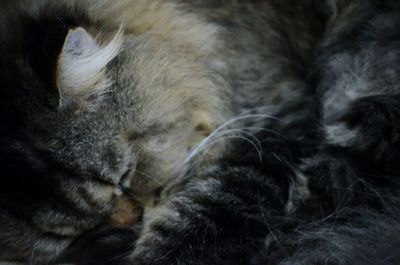 Close-up of cat