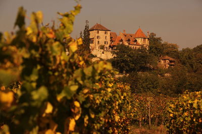 Vineyard against village