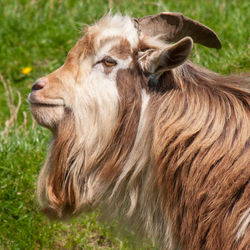 Close-up of a goat on field