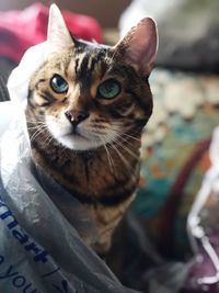 Close-up portrait of a cat