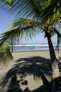 Palm trees on beach against sky