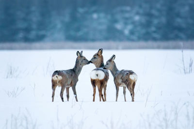 Roe deers standing on snow covered field
