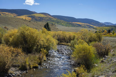 Scenic view of river amidst trees against sky