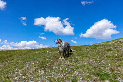 Dog on field against sky