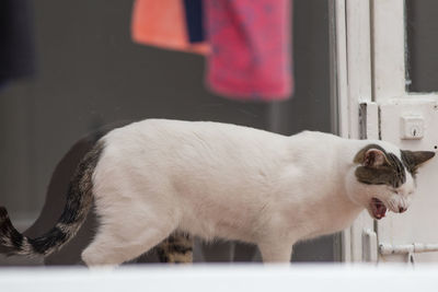 Side view of a cat looking away