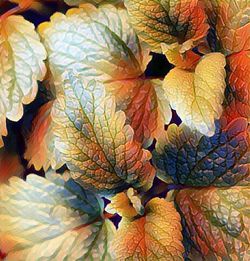 Full frame shot of leaves