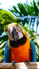 Low angle view of gold and blue macaw against trees