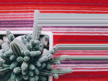 Potted cactus on red tablecloth
