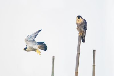 Low angle view of eagle flying against clear sky