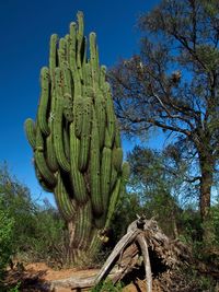 Cactus growing on field against sky