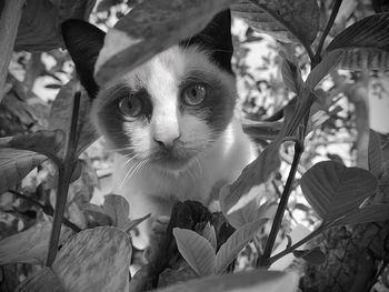 Close-up portrait of a cat