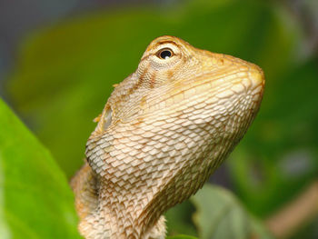 Close-up of lizard