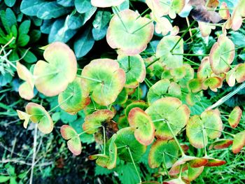 Close-up of leaves