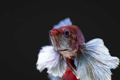 Close-up of an animal against black background