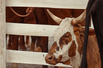 Close-up of goat