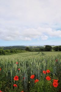 Scenic view of poppy field against sky