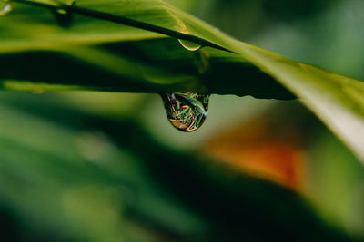 Close-up of insect on leaf