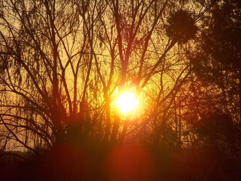 Sun shining through trees