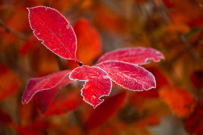 Beautiful red aronia leaves with a frosty edge. morning scenery in the garden. 