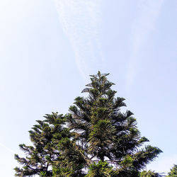 Low angle view of coconut palm tree against clear sky