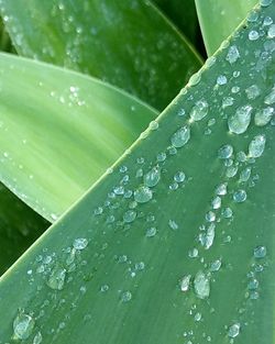 Close-up of wet leaves