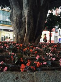 Flowers in market