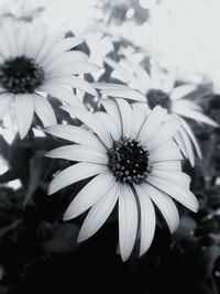 Close-up of flower blooming outdoors