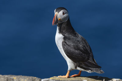 Close-up of puffin against blue sky