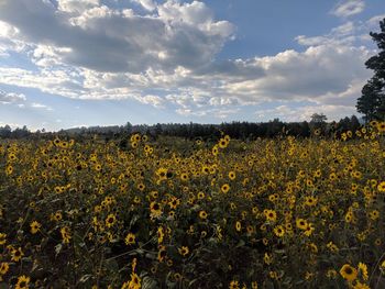 Scenic view of sunflower field against cloudy sky