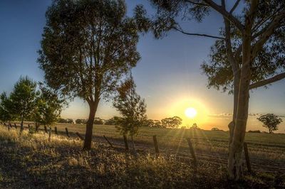 Sun shining through trees on field